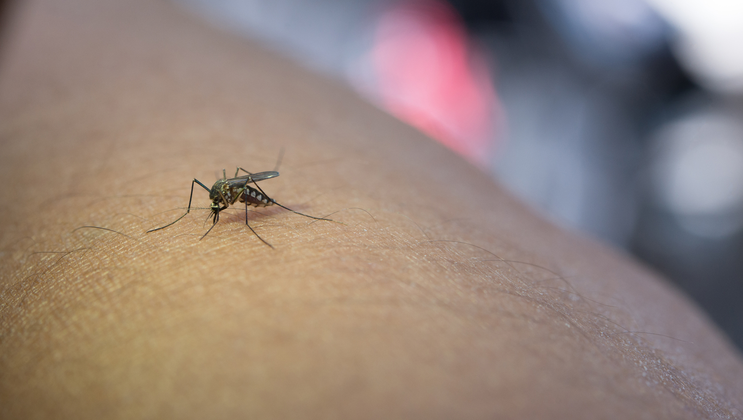 Sarandi mantém estabilidade nos casos de dengue e não registra novas confirmações nas últimas semanas